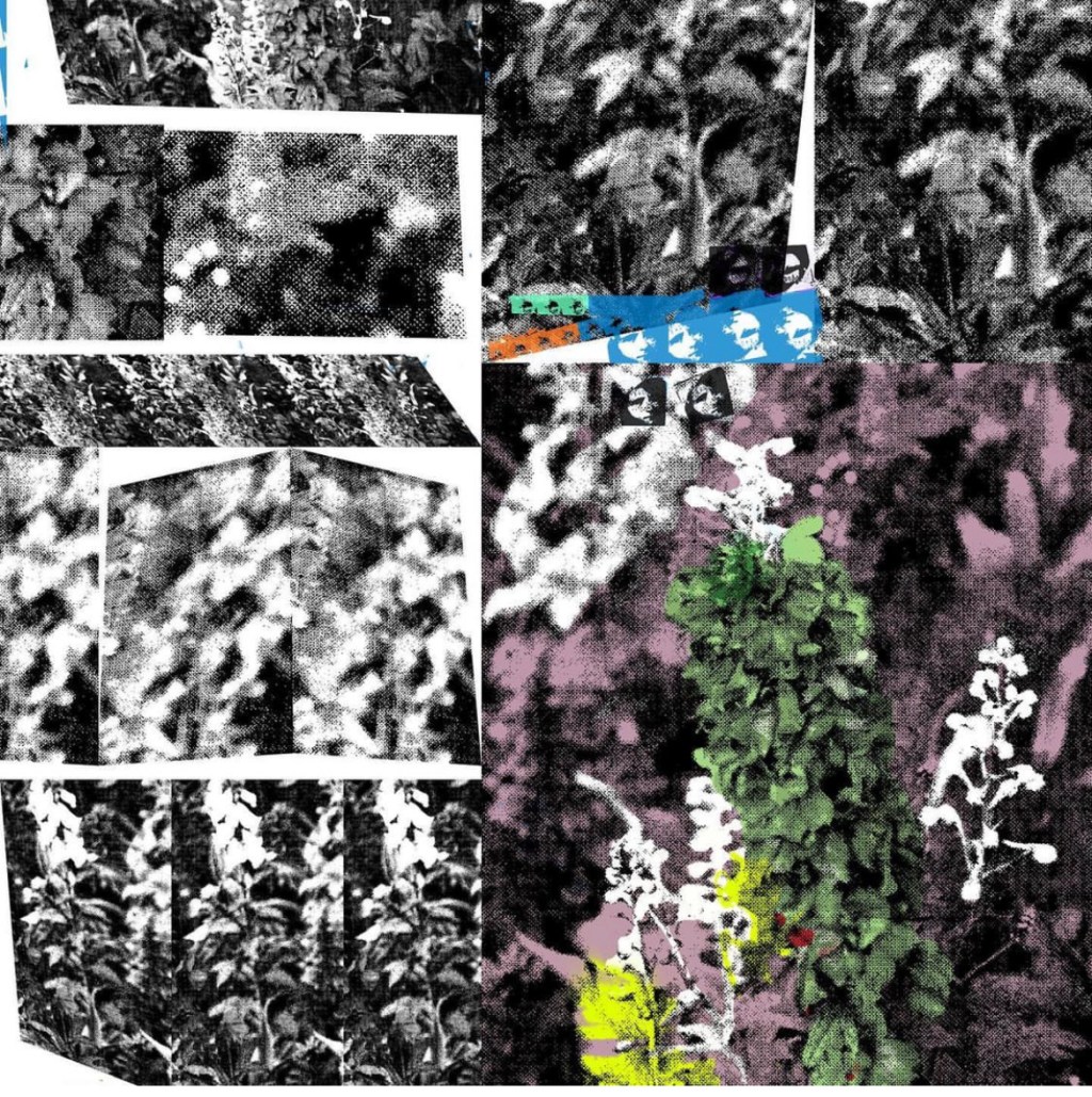 Diana Is Calling – I Wish You Could See