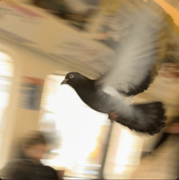 Indie Underrated: One Man Frog Band, Joe Sensible, RHINO